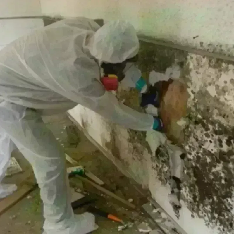 Mold Remediation and Removal in Glenside, PA